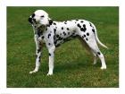 Dalmatian