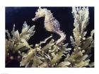 Sea Horse