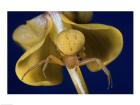 Crab Spider