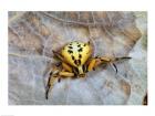 Crab Spider