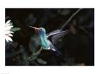 Broad Billed Hummingbird