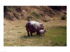 Africa, Hippopotamus (Hippopotamus amphibius) mother with young near Nile River