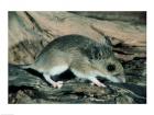 White-footed Mouse