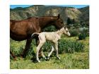 A Palomino Mare and a Colt