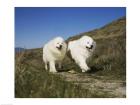 Samoyeds