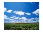 Panoramic view of vineyards, Barossa Valley, South Australia, Australia