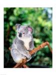 Koala on a tree branch, Lone Pine Sanctuary, Brisbane, Australia (Phascolarctos cinereus)