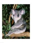 Koala sitting on a tree branch, Lone Pine Sanctuary, Brisbane, Australia (Phascolarctos cinereus)