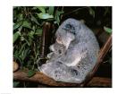 Koala hugging its young, Lone Pine Sanctuary, Brisbane, Australia (Phascolarctos cinereus)