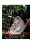 Koala hugging its young, Lone Pine Sanctuary, Brisbane, Australia (Phascolarctos cinereus)