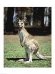 Kangaroo in a field, Lone Pine Sanctuary, Brisbane, Australia