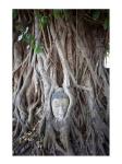 Buddha Head in the Roots of a Tree