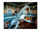 Humpback whale skeleton hanging in a museum, Hawaii Maritime Center, Honolulu, Oahu, Hawaii, USA