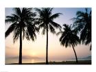 Silhouette of palm trees on a beach during sunrise, Nha Trang Beach, Nha Trang, Vietnam