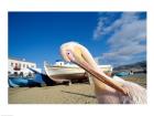 Pelican and Fishing Boats on Beach, Mykonos, Cyclades Islands, Greece