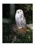 Snowy owl