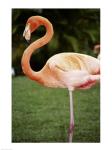 American Flamingo