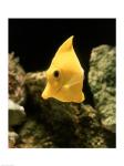 Yellow Tang