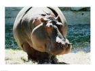 Close-up of a Hippopotamus