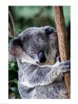 Koala Bear Australia