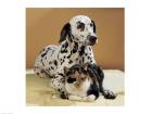 Dalmatian and Cat