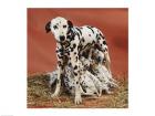 Dalmatians