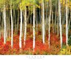 Aspen Grove