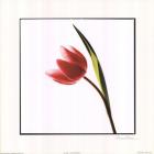 Tulip Impressions I