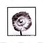 Translucent Poppy I