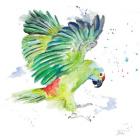Amazon Parrot I