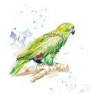 Amazon Parrot III