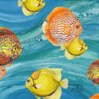 Aquatic Sea Life I