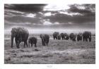 Amboseli Elephants