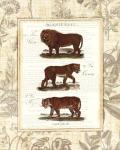 African Animals IV