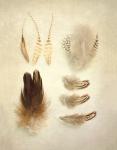 Feathers II