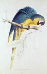 Blue and yellow Macaw (colour engraving)