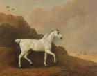 A Grey Arab Stallion in a Desert Landscape (oil on canvas)