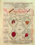 Page from the 'Canon of Medicine' by Avicenna (Ibn Sina) (980-1037) (vellum)