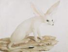 Fennec No. 3 Original of illustration in " Travels through Abyssinia" (w/c & ink on paper)