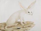 Fennec No. 3 Original of illustration in " Travels through Abyssinia" (w/c & ink on paper)