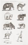 Different types of Quadrupeds (engraving)