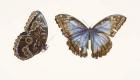 Blue Morpho Butterfly, 2013 (w/c on paper)