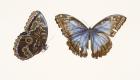 Blue Morpho Butterfly, 2013 (w/c on paper)