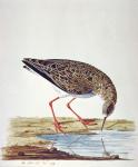 Curlew Sandpiper