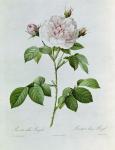 Claude-Antoine Thory "Les roses". Illustration : rosa alba regalis (colour lithograph)