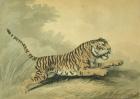 A Tigress leaping to the right, 1807 (w/c on paper)