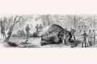 Elephant hunting in Africa in the 1860's. From L'Univers Illustre published in Paris in 1868.