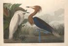 Purple Heron, 1835 (coloured engraving)