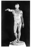 Flayed body (plaster) (b/w photo)