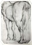 Horse's Rear (pencil on paper) (b/w photo)